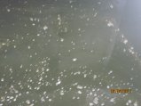 076-IMG_0610.JPG.small.jpeg