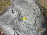 077-IMG_0611.JPG.small.jpeg